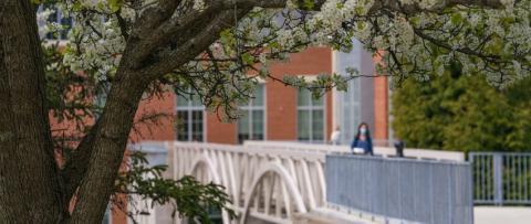 picture of tree over a bridge